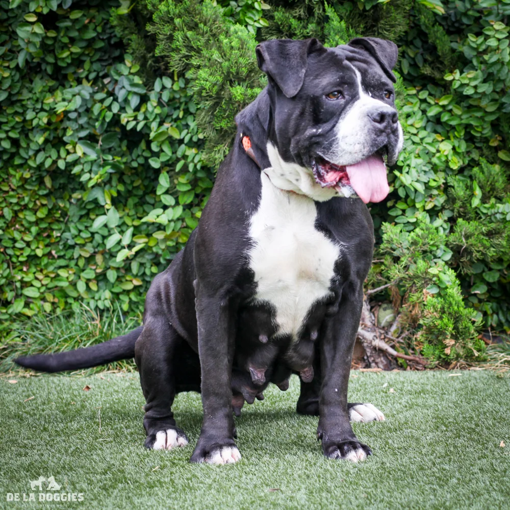 Delilah A1539692