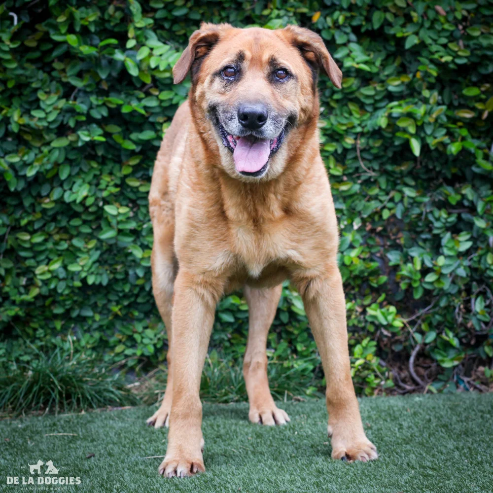 Bogart A1532581