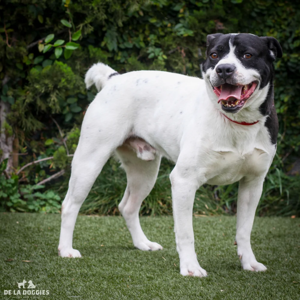 Nubs A1530571