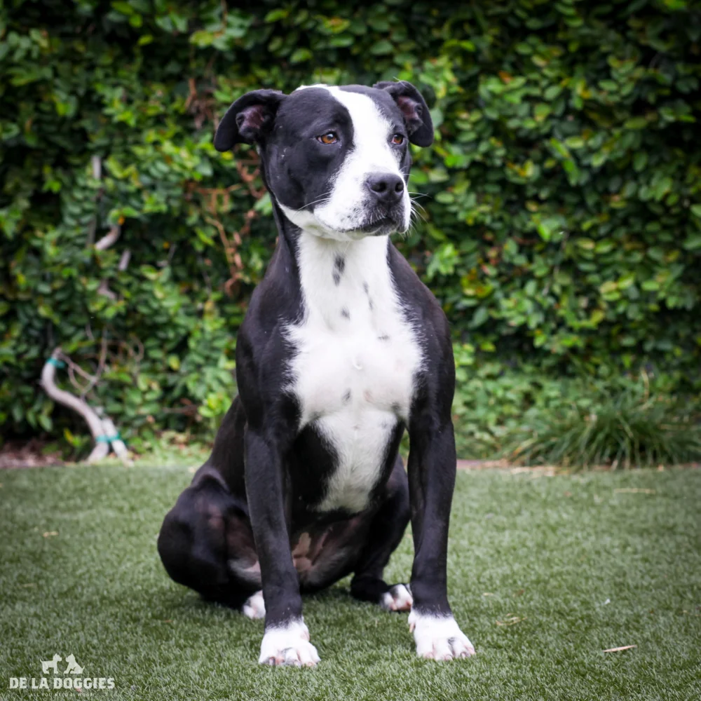 Oreo A1525984