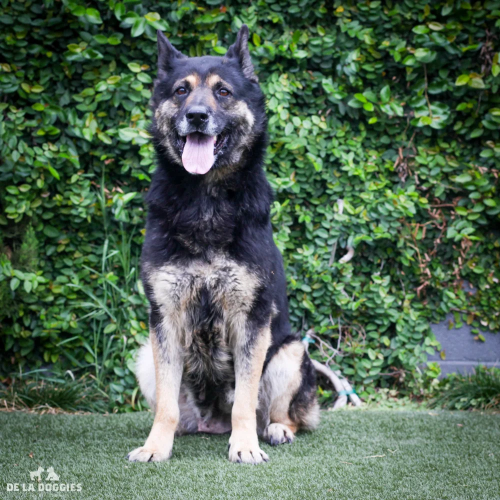 Bridget A1537571