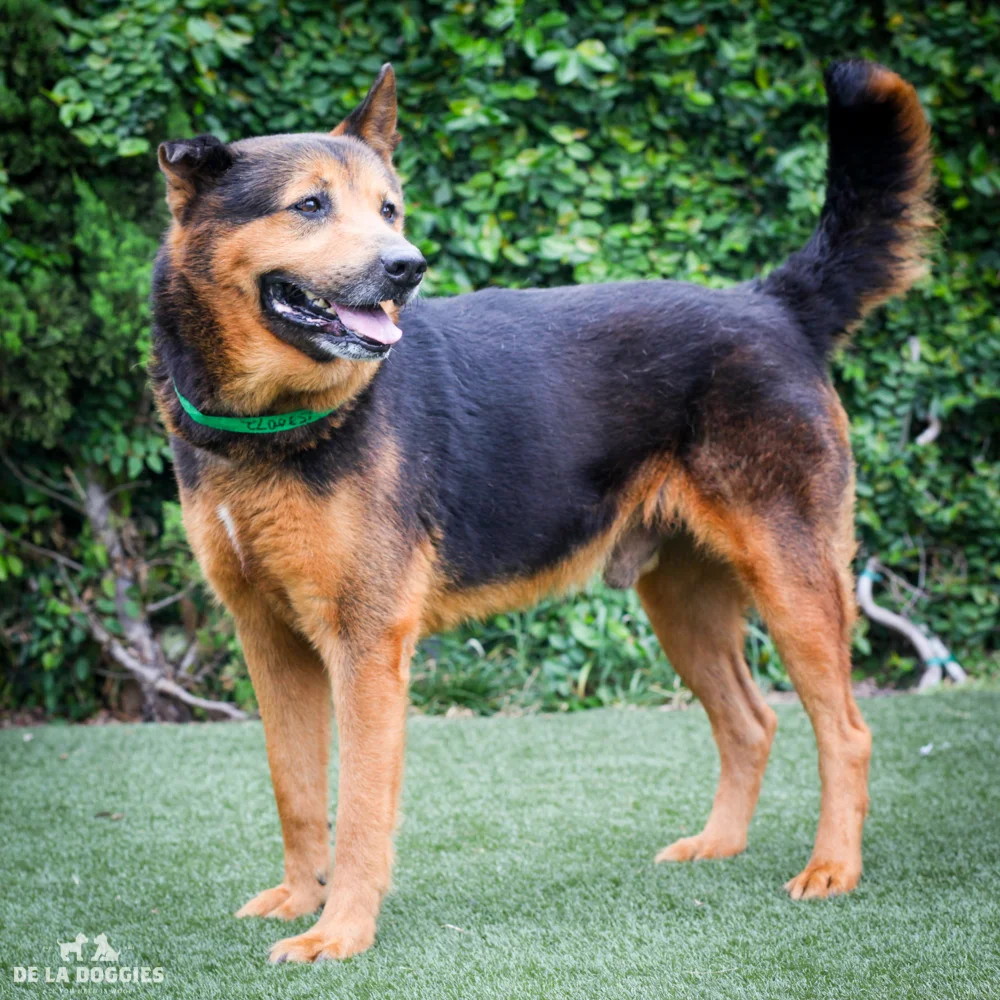 Andy A1530072