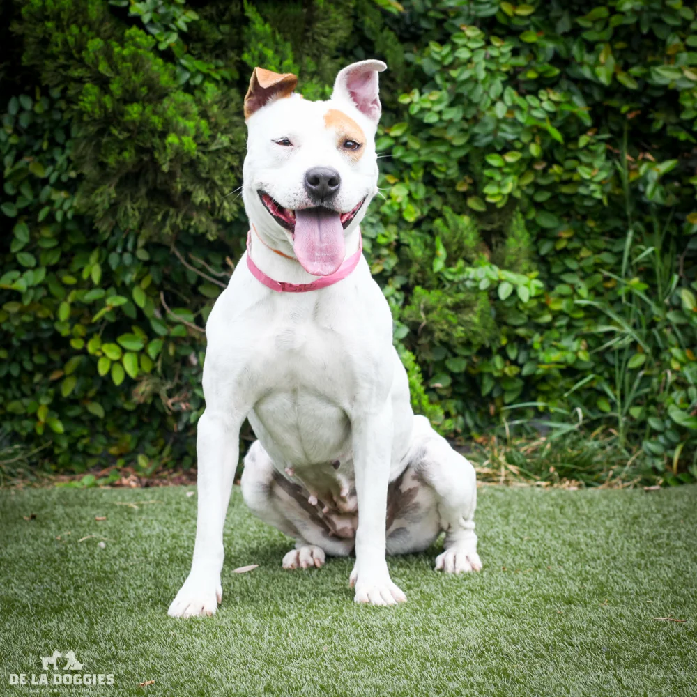 Buratta A1525860