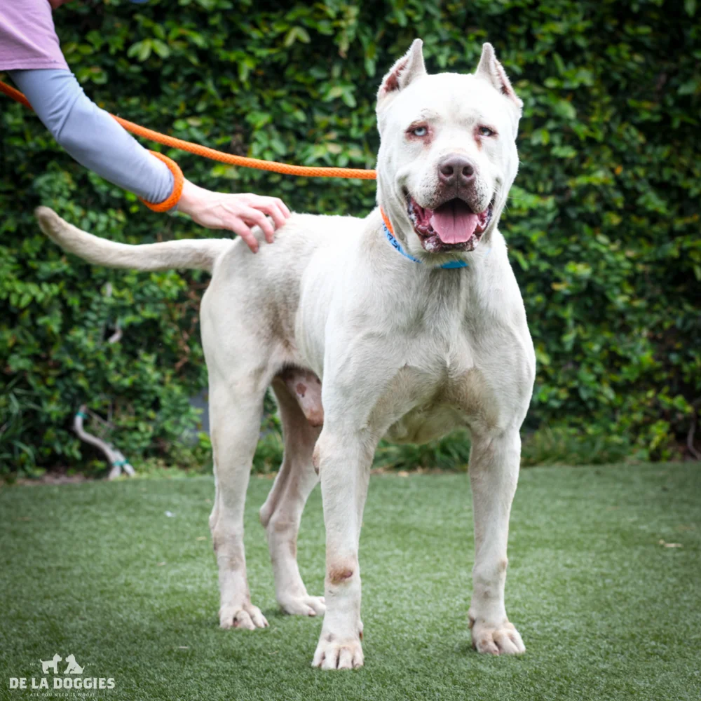Nacho A1541991