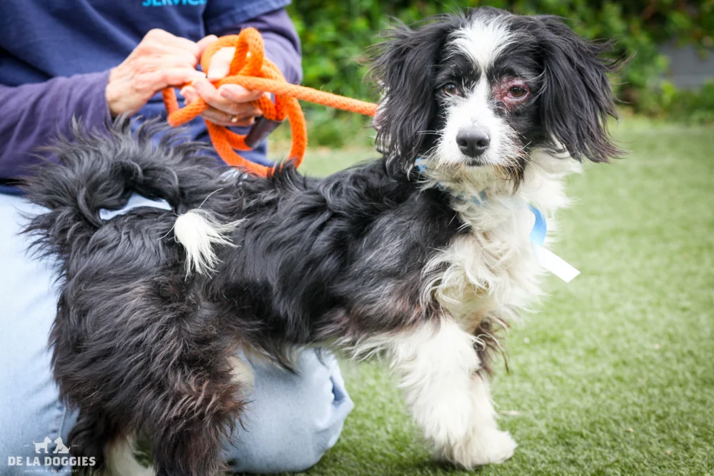 Dorito A1541048