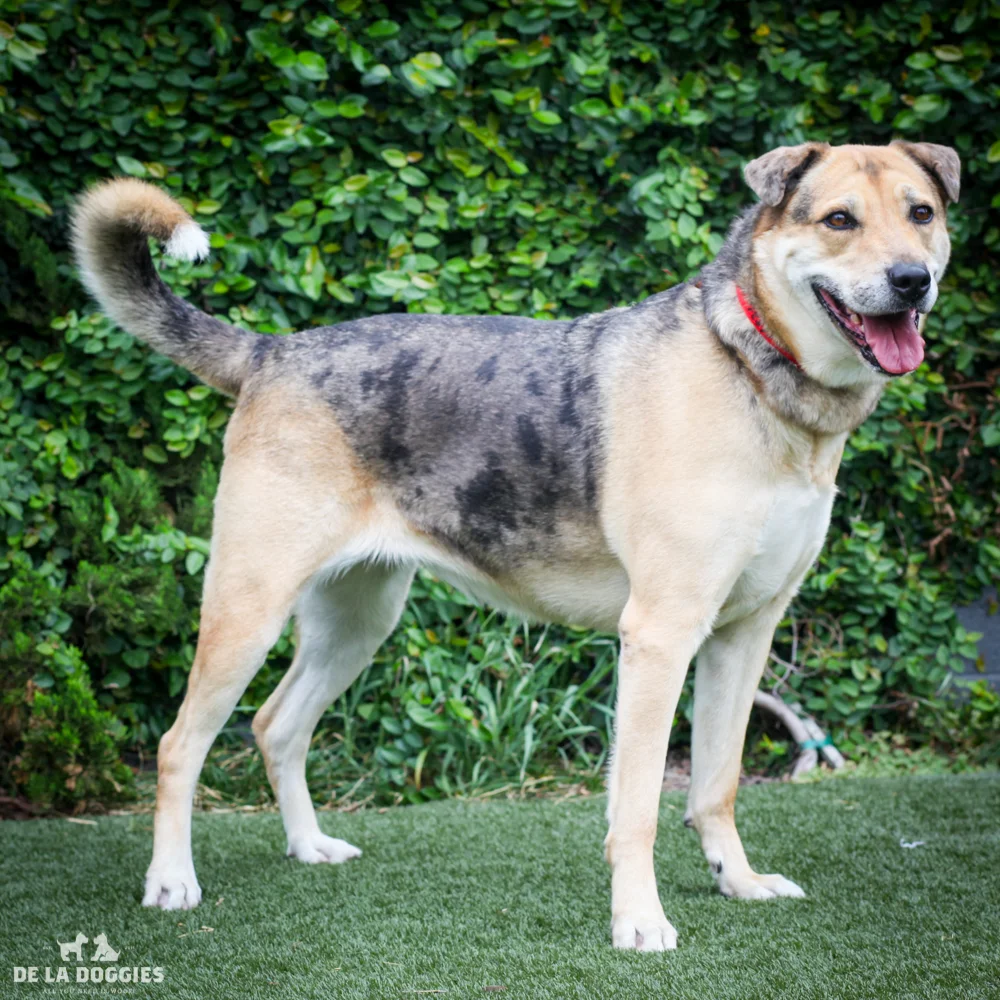 Bear A1014821