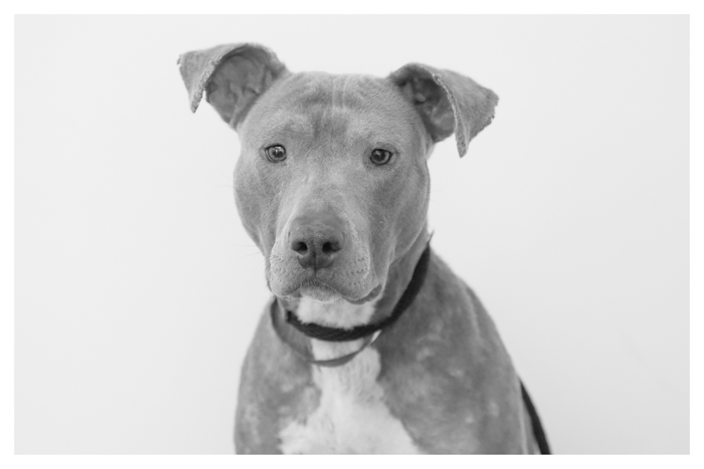 Remy A1424039 This baby gurl is a volunteer favorite who has been at the shelter since NOVEMBER! She is currently in medical..Remy is about 4 years old and was an owner surrender. She loves going for walks during dog walking class, listens well and wants to please the humans for treats! Please come visit Remy and consider adopting her!