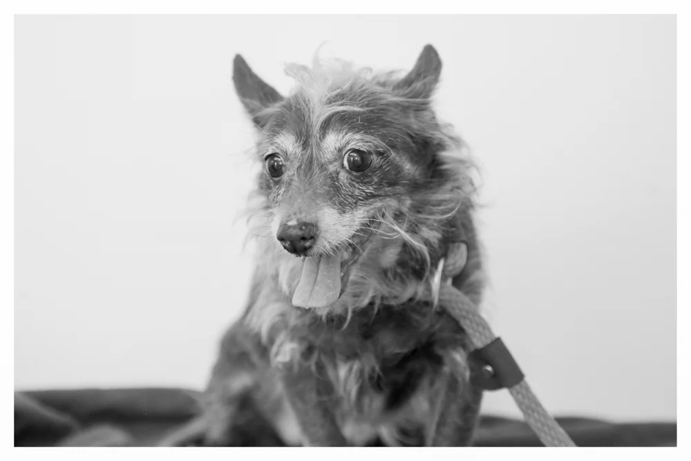 Conjac A1696112 This cutie pie is a female 8 year old terrier mix who is already spayed and weighs 13 pounds!