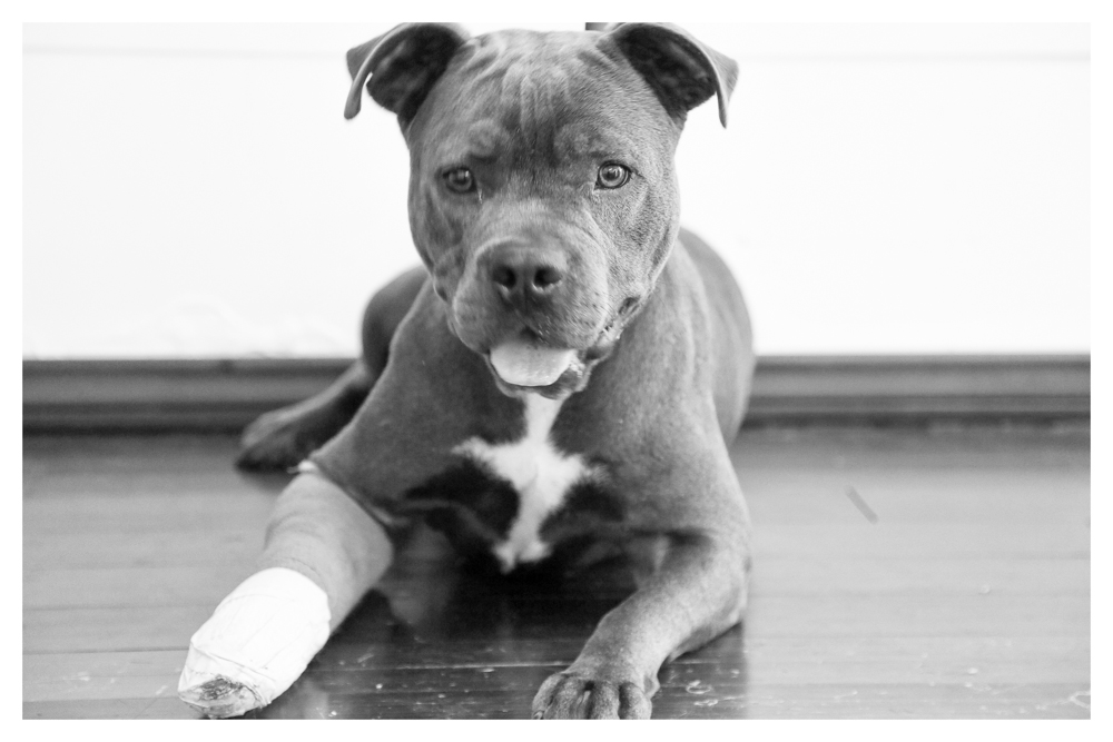 Nina A1694526 This lil 2 year old female is currently in medical! Weiging in at 54 pounds- she was a stray! Although she has a cast she wants to PLAY! Come visit Nina- she will make you laugh