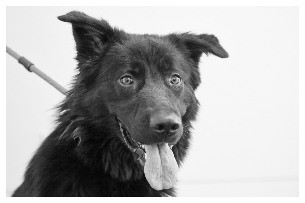 Elvira A1695880 Currently in medical due to back leg issues. Germ She/Lab mix- weighs 58 pounds. Elvira is 2 years old! 