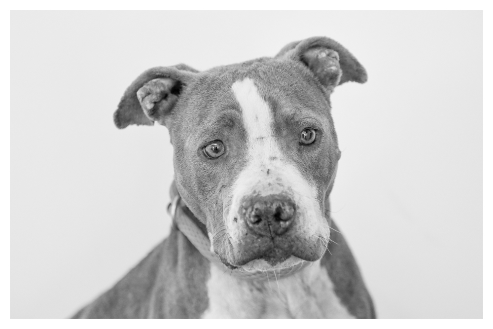 Sparkle! ADOPTED!!!! 
