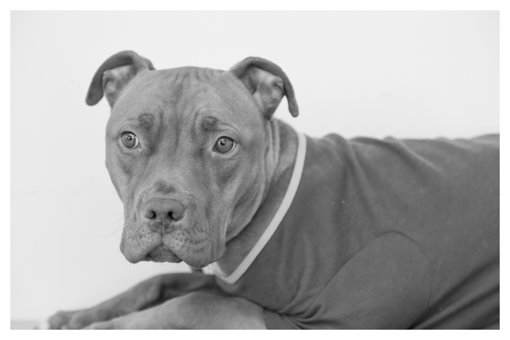 Chavela A1698960 This baby girl is sooo sweet! Chvela is extremley under weight -37 pounds. She is 2 years old and currently in medical! Please come visit her!