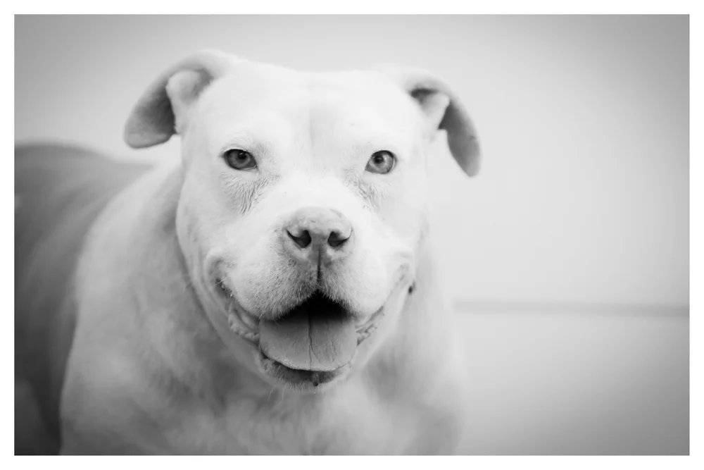 Winter A1693001 Big girl here is an owner surrender who weighs 73 pounds and is currently in medical! 8 years old and been at shelter since April!
