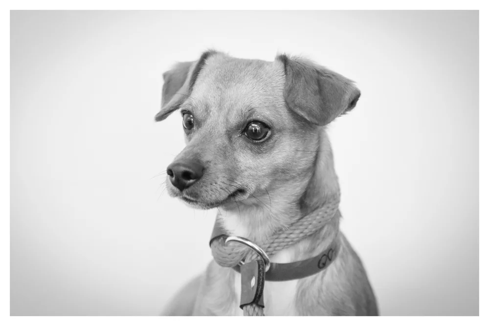 Ryan A1696400 Currently in medical! Ryan is one year old, weighs about 7 pounds and was a stray!