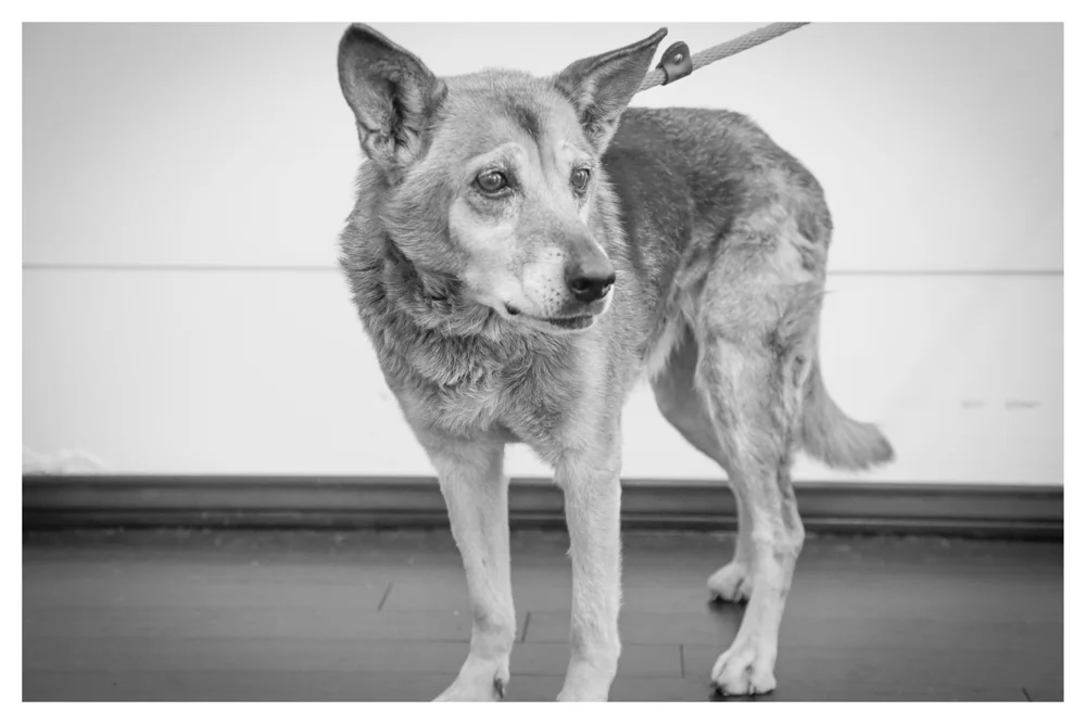 Sable A1700349 Female 10 year old Germ Shep currently in medical due to some physical issues..Only weighs 30 pounds! 