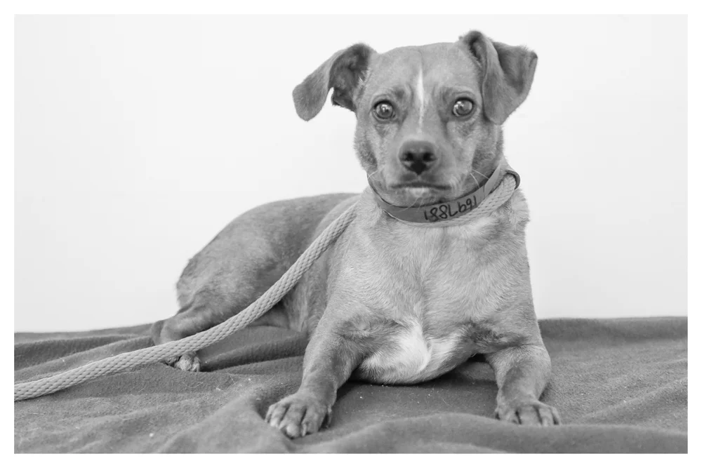 Ginger A1697881 Baby gurl here is currently in medical due to some physical issues..Ginger is 2 years old and already spayed- she weighs 20 pounds! 