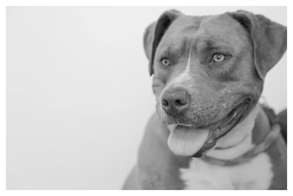 Marci A1699708 In medical! Female 3 year old was a stray and weighs 60 pounds. Marci LOVES people! She currently has some skin issues and has some old fighting wounds :( but that doesnt stop her from wanting to kiss you and want belly rubbins! Come meet Marci!!! 