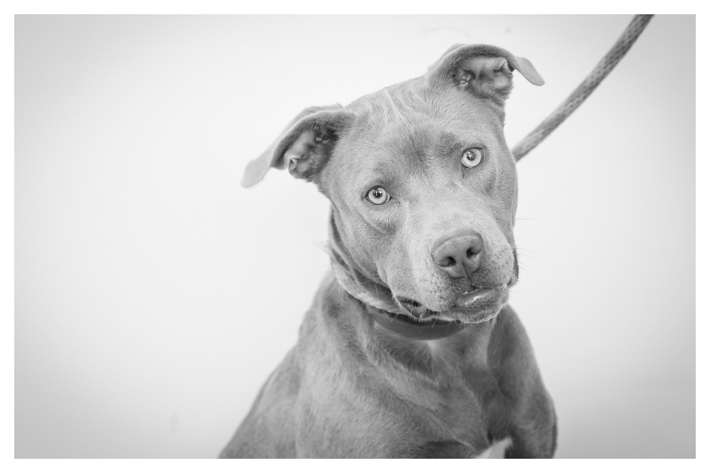 Loyal A1699238 Owner surrender- female 2 years old. 47 pounds. Volunteer favorite! high energy and will make you laugh with her "la loca" eyes. Loves to play and gets along with other dogs! 