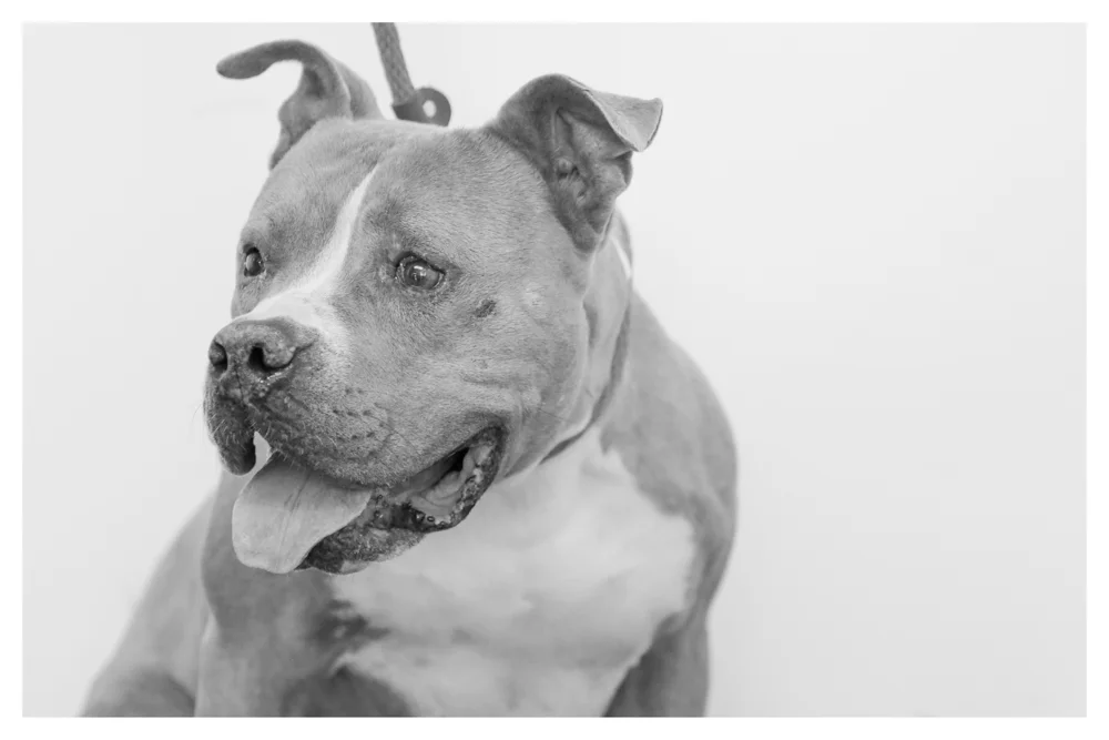 Rufus A1679907 Neutered Male 3 years old. Rufus was a stray but super sweet and a volunteer favorite.