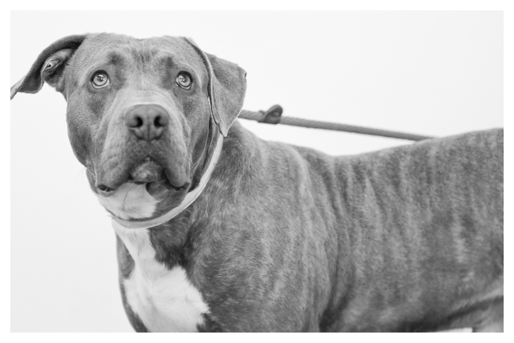 Eyor A1673736 Male 2 year old pittie who has been at the shelter since DECEMBER. Needs to get out! Still holding balls and was a stray. Eyor loves meeting new people!