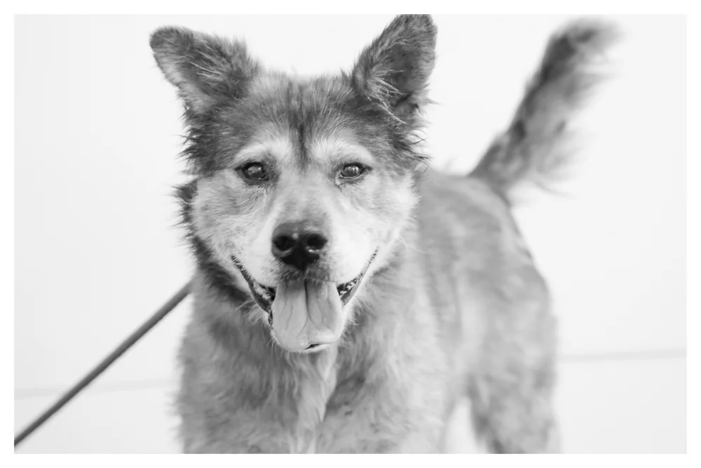 Wolfy A1695565 Male Shep mix currently in medical due to skin and back leg issues. Wolfy weighs 50 pounds and was a stray! 