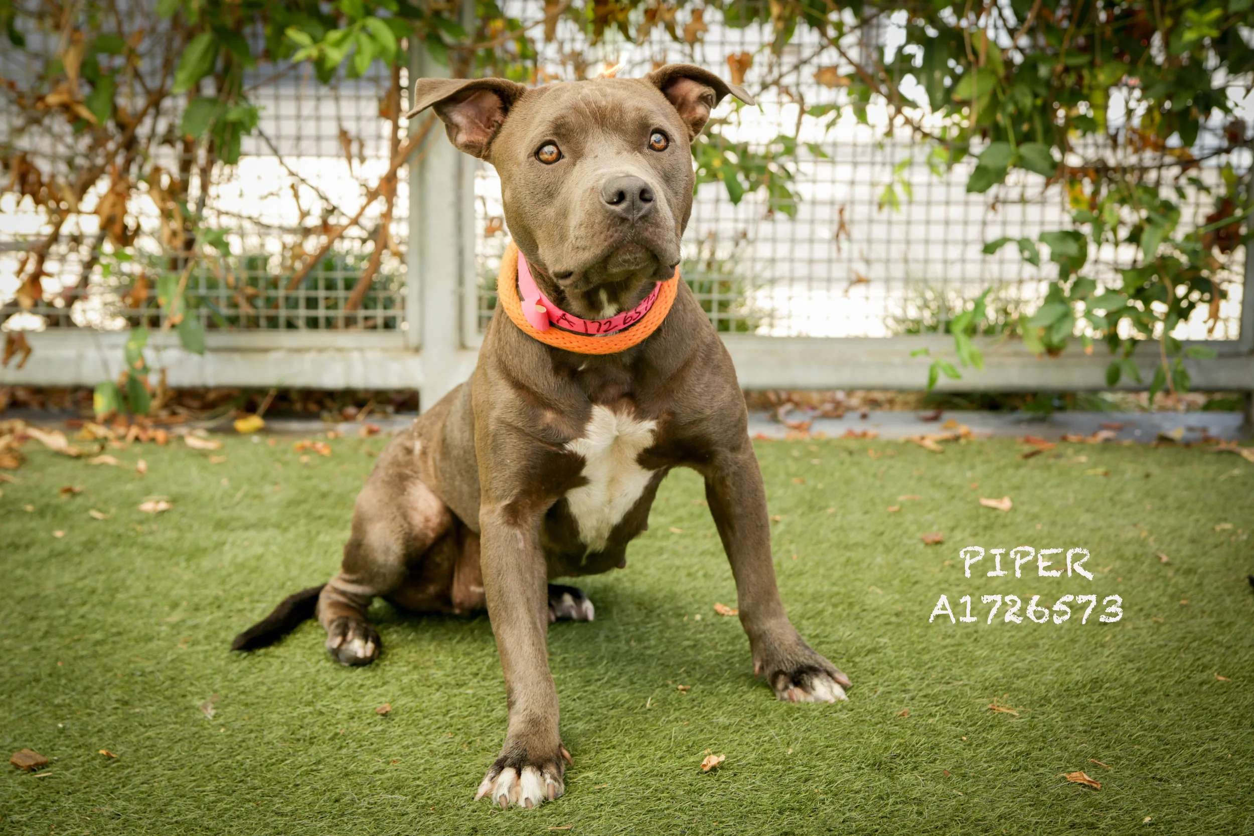 A1726573_Piper.jpg