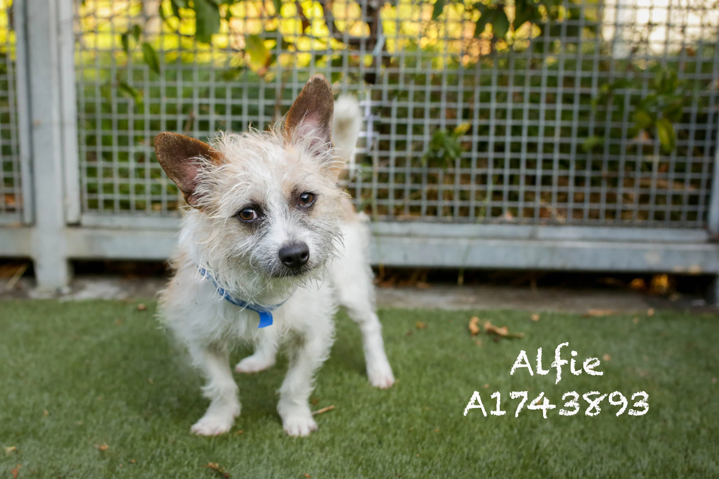 Alfie_A1743893 copy.jpg