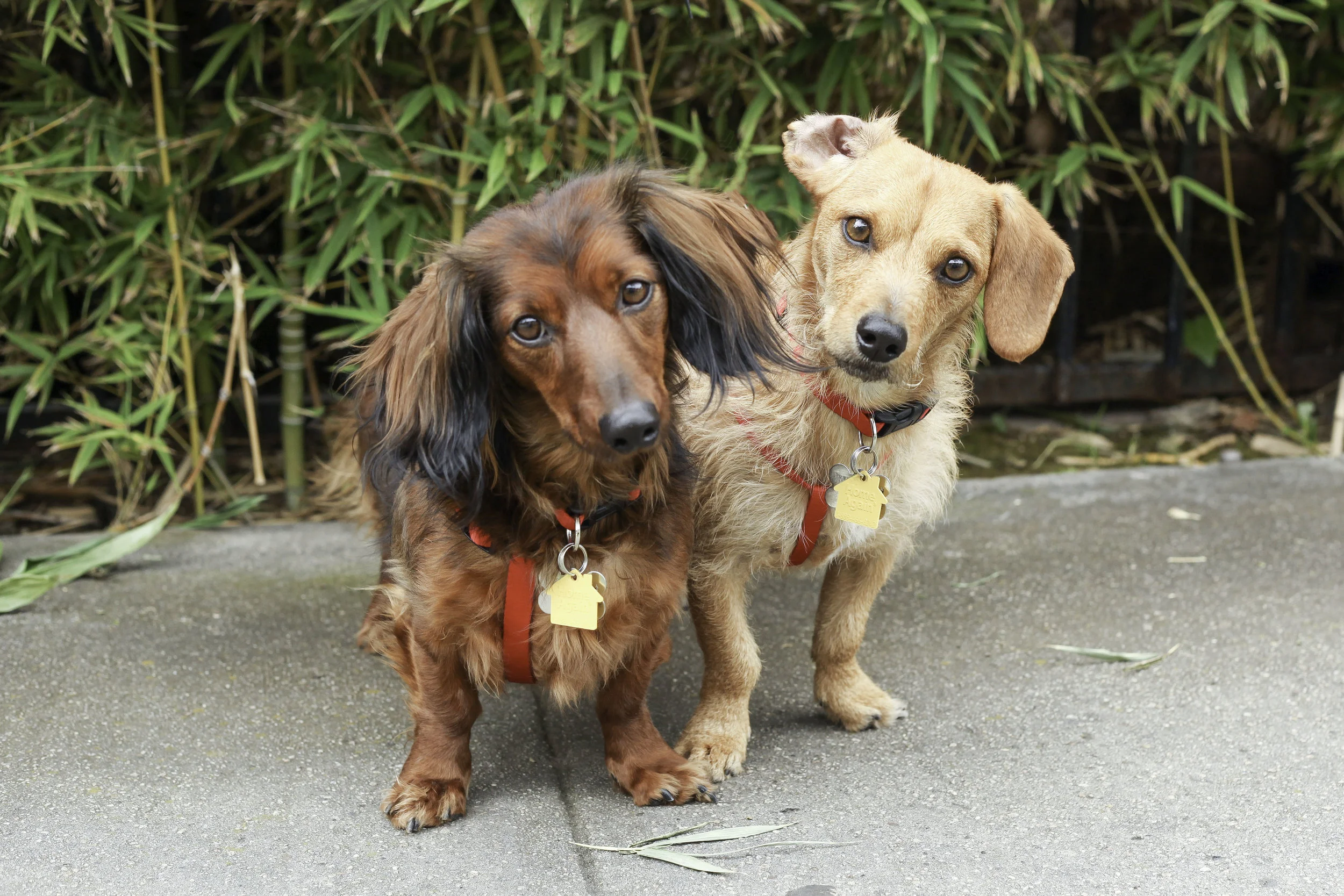 doxiecouple.jpg