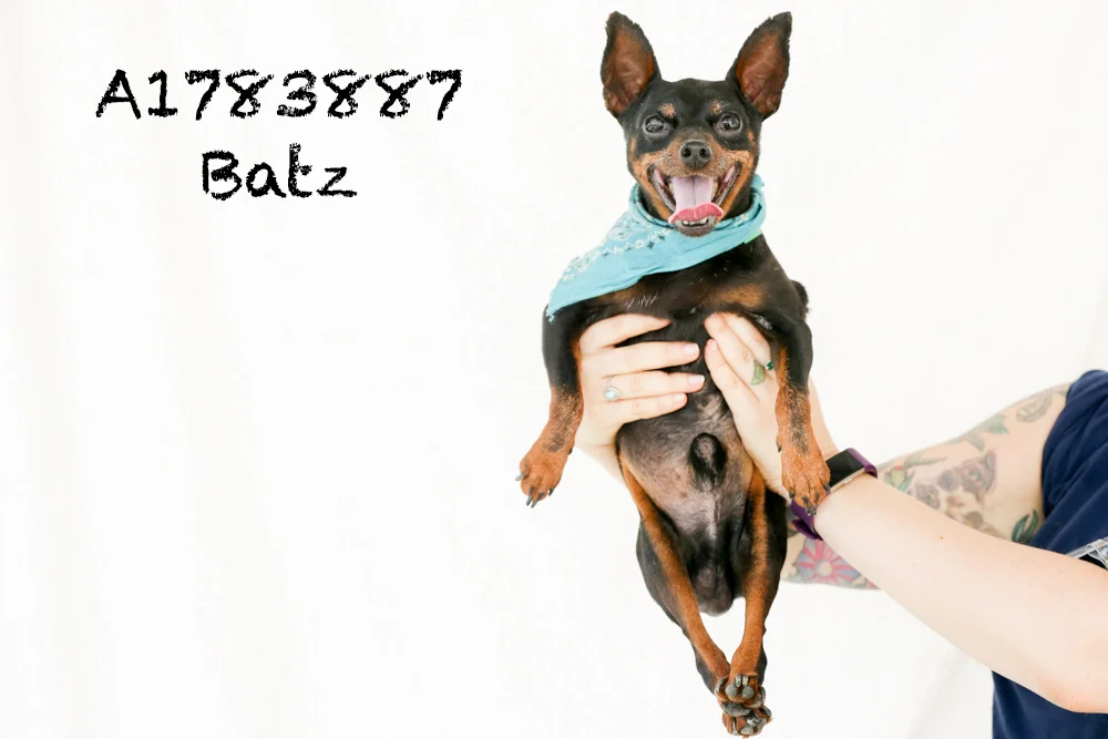 A1783887 Meet Batz! Batz is a ten-pound, ten-year-old Min Pin with a heck of a personality and a lot of love to give. He is in medical so he is away from the public’s eye, but he is chipper and spritely as can be! Batz loves to lay in your arms like a baby, give kisses, eat treats, and receive butt scratches. He is super smiley and very friendly, and he can’t wait to see you! Come see this babe at the South Los Angeles Animal Shelter (1850 W. 60th Street, 213-485-0303), and make yours that ever-deserving fur-ever home. Please share!