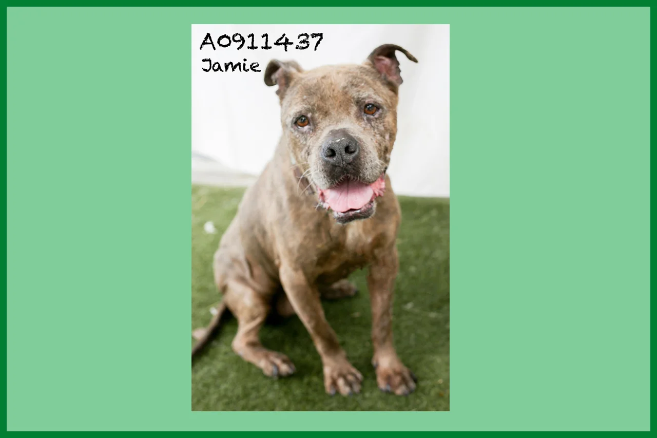 A0911437 Meet Jamie! This hairy Pit is as sweet as they come. She has a great low energy and is as sweet as can be. Jamie has some dated scarring on her face and feet—what a life she must have lived before coming to the shelter. Despite it all, she is kind and gentle, and she gets along with other dogs when introduced properly. Jamie has a LOT of love to give despite her age (around 11 years), and she can’t wait to meet you! Come see this babe at the South Los Angeles Animal Shelter (1850 W. 60th Street, 213-485-0303), and make yours that ever-deserving fur-ever home. Please share!