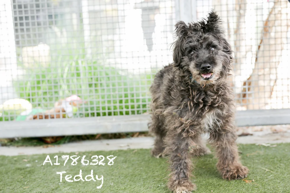 A1786328 Meet Teddy! This 10-year-old Schnauzer Mini is the absolute cutest mess. He could use a bath and a hair cut, but he is otherwise adoption ready! Teddy doesn’t like his mouth to be touched but is otherwise super friendly. He will be neutered upon adoption. Come see this babe at the South Los Angeles Animal Shelter (1850 W. 60th Street, 213-485-0303), and make yours that ever-deserving fur- ever home. Please share!