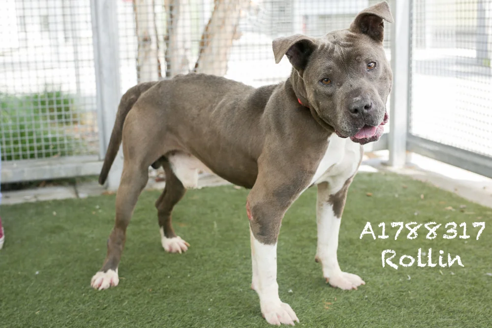 A1788317 Meet Rollin! Rollin is a six-year-old, 36-pound neutered Pit Bull. He is super shy but as sweet as can be. Rollin has a great, low energy, and he was kenneled with another dog previously so he likely does not need to be an only child. Come see this babe at the South Los Angeles Animal Shelter (1850 W. 60th Street, 213-485-0303), and make yours that ever-deserving fur-ever home. Please share!