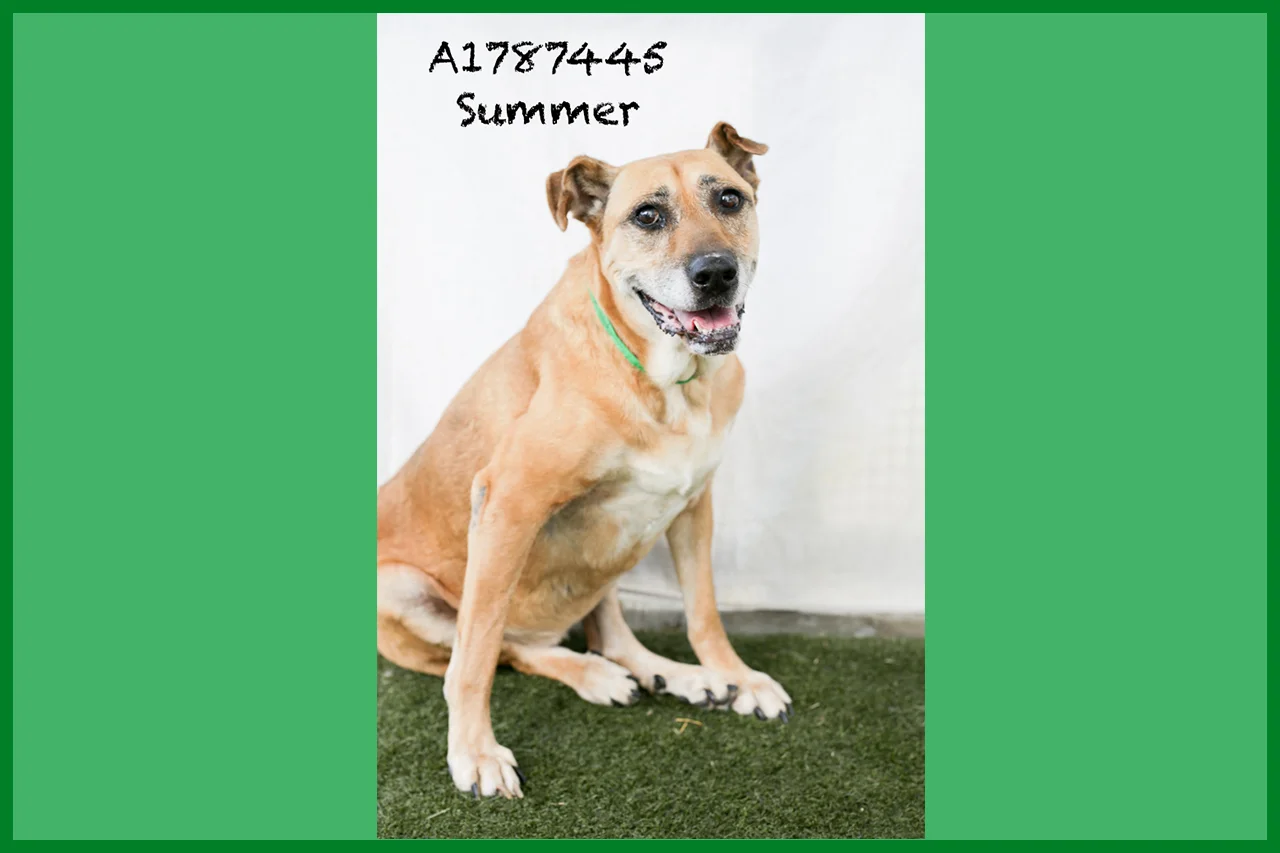 A1787445 Meet Summer! Summer is a spayed ten-year-old 65-pound Lab. Her hind legs are weak and shaky, but she doesn’t let that stop her! While Summer moves a little more slowly, she is as sweet as can be. Come see this babe at the South Los Angeles Animal Shelter (1850 W. 60th Street, 213-485-0303), and make yours that ever-deserving fur-ever home. Please share!