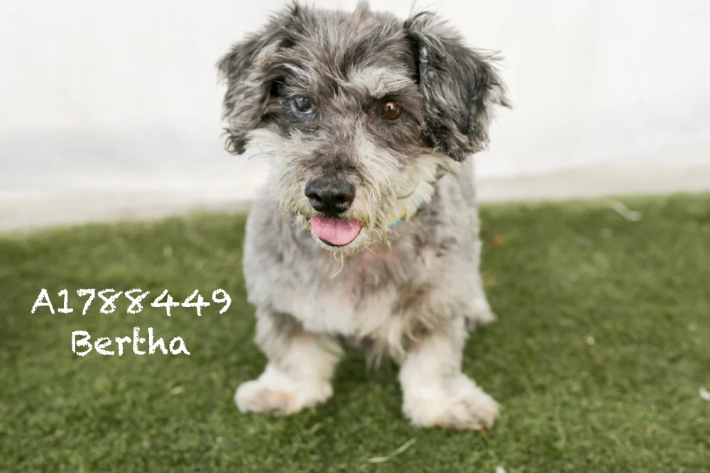 A1788449 Meet Bertha! Bertha is a 22-pound, spayed, ten-year-old Terrier Mix. She is back in medical where no one can see her, but boy is she a fast little whipper snapper! Bertha has a great personality and one of the wiggliest butts out there. She can’t wait to meet you! Come see this babe at the South Los Angeles Animal Shelter (1850 W. 60th Street, 213-485-0303), and make yours that ever-deserving fur-ever home. Please share!