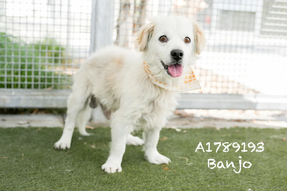 A1789193 Meet Banjo! Banjo is a Welsch Corgi Cardigan and he is eight years-old. Banjo has got the cutest ears and disposition. He is back in medical but is available for adoption or foster, and boy is he sweet as pie! Banjo truly is a dapper gent, and he will make anyone and everyone look good! Banjo will be neutered upon adoption. Come see this babe at the South Los Angeles Animal Shelter (1850 W. 60th Street, 213-485-0303), and make yours that ever-deserving fur-ever home. Please share!