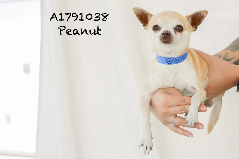 A1791038 Meet Peanut! This little guy is such a gem. Peanut is a six-year-old, short-haired Chihuahua who weighs a whopping four pounds. That’s right, four! Peanut has an adorable overbite and loves to perch on your shoulder, or your arm, or your lap, or your chest. He is a little aggressive in his kennel (can you blame him?), but once he is out and about he is the mellowest, sweetest pup ever. Peanut will be spayed upon adoption. Come see this babe at the South Los Angeles Animal Shelter (1850 W. 60th Street, 213-485-0303), and make yours that ever-deserving fur-ever home. Please share!