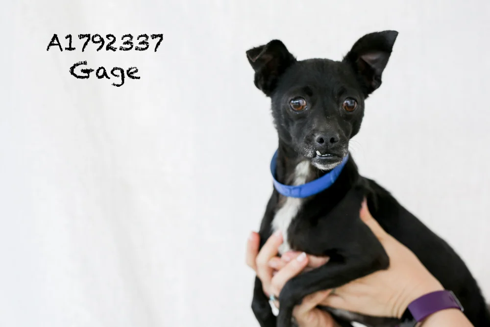 A1792377 Meet Gage! Gage is a five-year-old, nine-pound Chihuahua! He has a hip injury so is back in medical, but that doesn’t stop him from following you around or taking treats! He is super cute with an adorable underbite. Gage is already neutered and would make a great addition to any home! Come see this babe at the South Los Angeles Animal Shelter (1850 W. 60th Street, 213-485-0303), and make yours that ever-deserving fur-ever home. Please share!