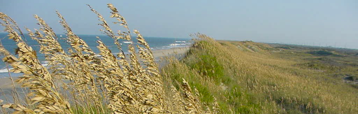 Uniola paniculata on Cape Hatteras NC