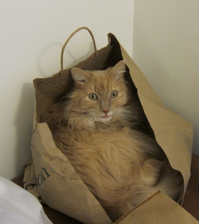 AlfredinBag.jpeg