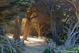 Trees2.jpg