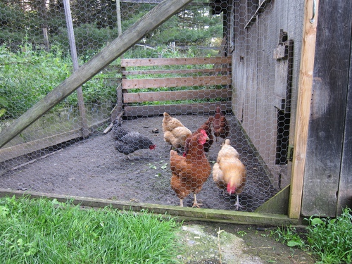 OutsideCoop.jpeg