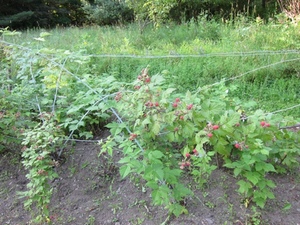 Raspberries.jpeg