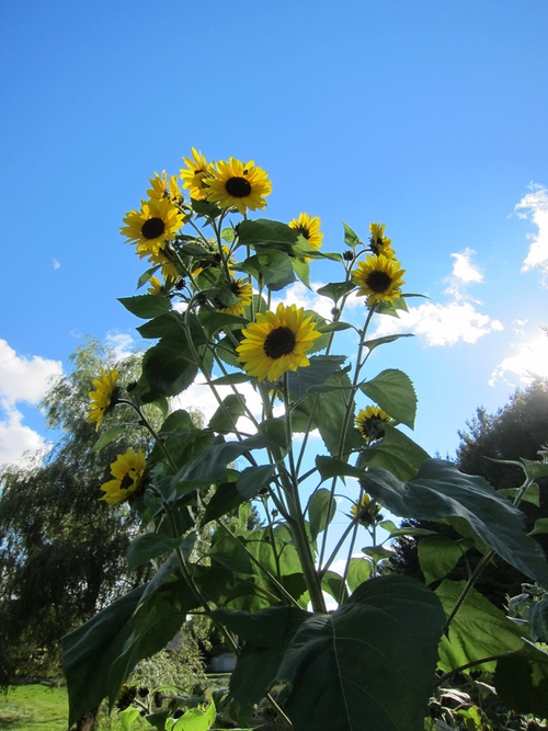 SunFlowerGarden.jpeg