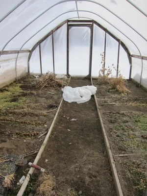 greenhouse1.jpg