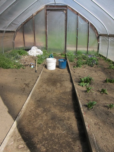 The half-weeded hoop house - with hardy spinach that spontaneously came back a few weeks ago.