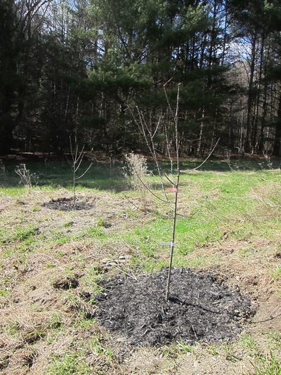 Plum trees. Our hope is to add one or two trees to our "orchard" every year. 