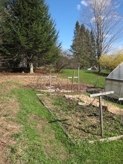 In addition to a big old garden bed and hoop house, the previous owners left us three lovely berry patches: raspberry, blueberry, and strawberry. We moved in at the tail end of strawberry season last summer, so I'm very much looking forward to fresh strawberries this year.