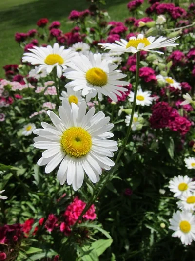 Flower3.jpg