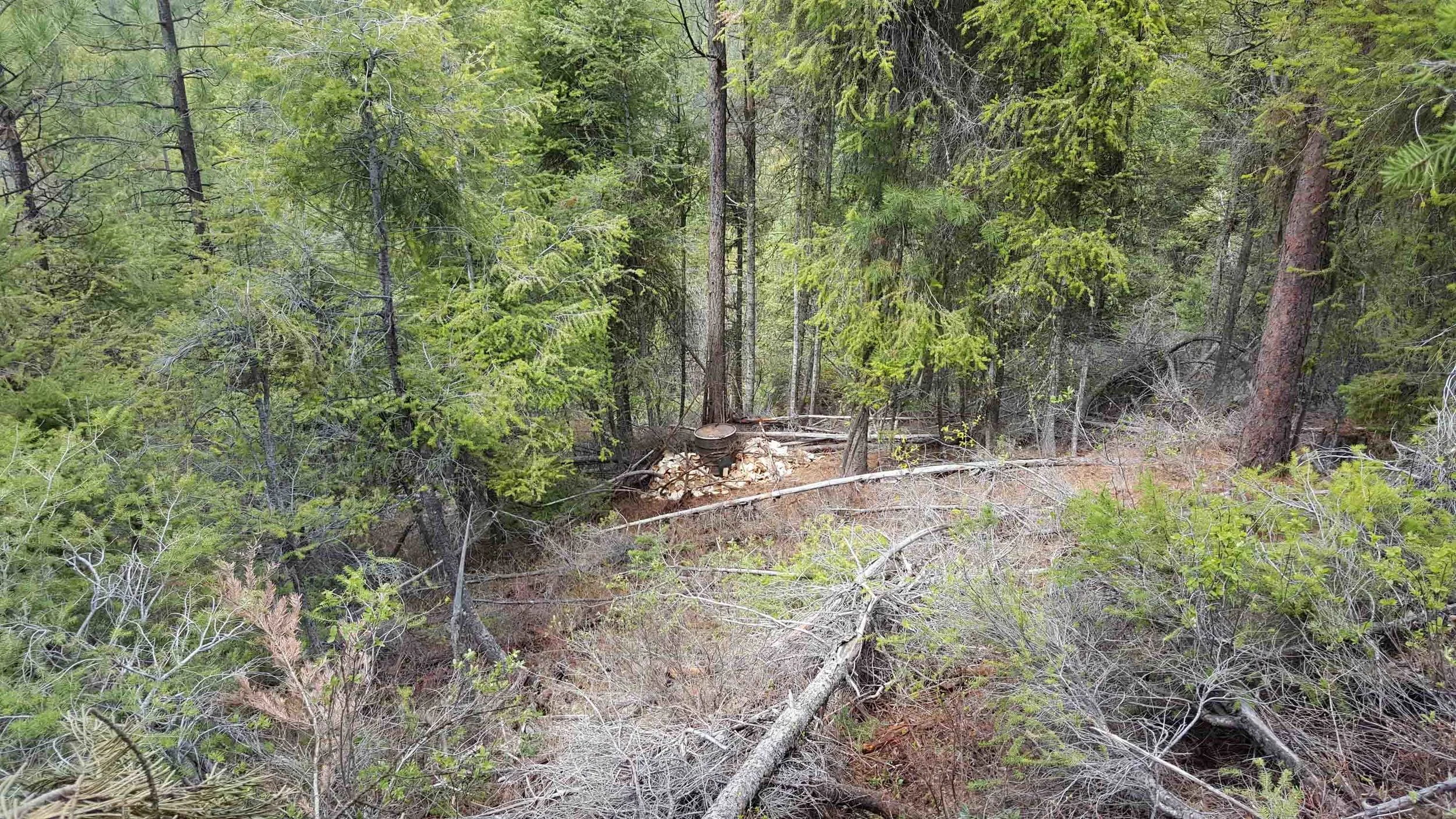 View from the treestand