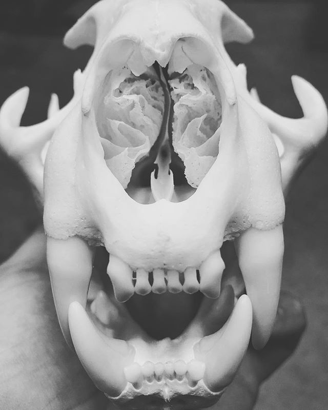 It is a good day when one of your good buddies decides to start a business cleaning skulls with beetles!! Be sure to give @jarodcash_roughcountryskulls a call when your bag your trophy this season!! #amazingjob